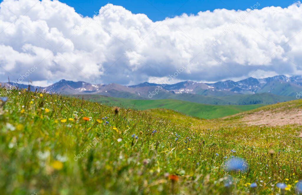 Field of wild colorful flowers and mountains in background. Assy plateau, Kazakhstan.