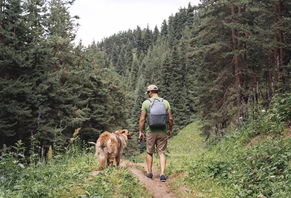 Hombre con un perro paseando por un hermoso bosque de pinos. — Foto de Stock