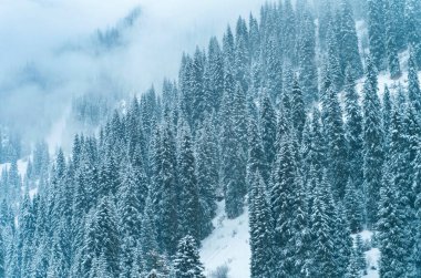 Orman kışın karla kaplı dağlarda kar ve sis varken.