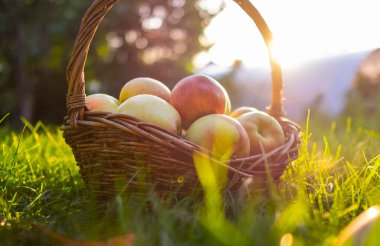 Kırmızı ve yeşil taze toplanmış elmalar yeşil çimlerin üzerinde sepette