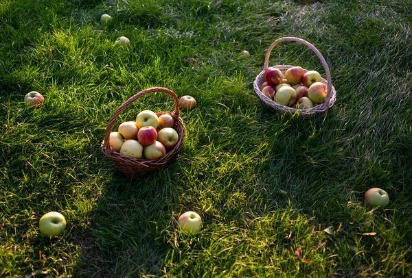 Manzanas rojas y verdes recién recogidas en canastas sobre hierba verde — Foto de Stock