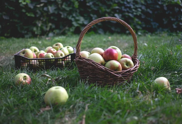 Manzanas rojas y verdes recién recogidas en canastas sobre hierba verde — Foto de Stock