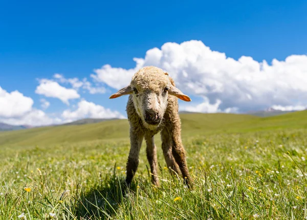 Cute little lamb on fresh green meadow with beautiful sky in background. — Stock Photo, Image