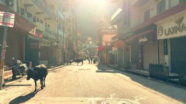 Rishikesh, Hindistan - 10 Ekim 2025 - Güneşli bir sokakta insanlar ve ineklerle birlikte sabahın sıcağında yürümek.