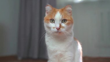 Zencefil ve beyaz kedinin burnunu yalayan ve sonra kameraya bakan yakın portresi..