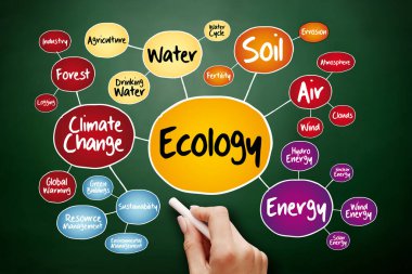 Tahtadaki sunumlar ve raporlar için ekoloji zihin haritası akış şeması kavramı