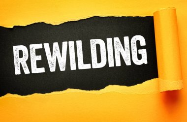 Yırtık kağıt arkaplan üzerine yazılan metin doğa yenilenmesi, ekosistem iyileştirme, biyolojik çeşitlilik geri dönüşü, vahşi yaşam koruma, habitat yenilenmesi, çevre dengesi, sürdürülebilirlik odağı ve koruma farkındalığı kavramını gösteriyor