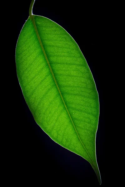 バックライト付きの緑の葉 — ストック写真