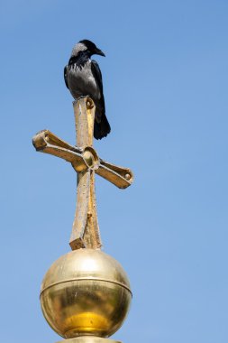 Karga oturan çapraz