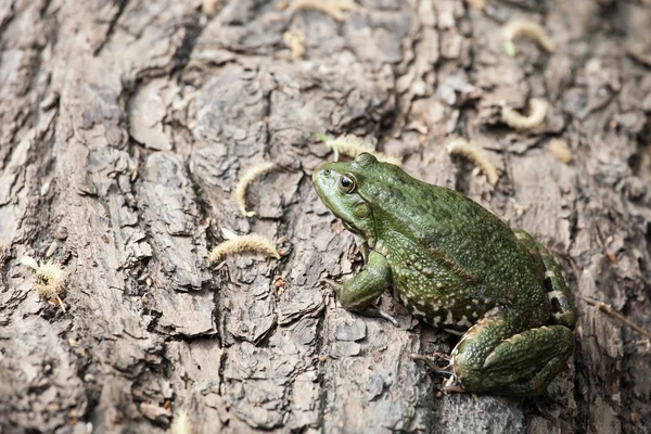 Duży zielony żaba — Zdjęcie stockowe