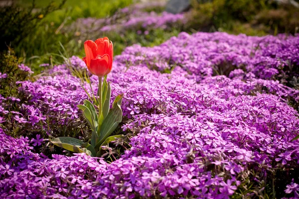 Тюльпан среди цветов Шибазакуры — стоковое фото