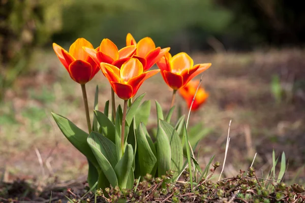 Uprawy pomarańczowe tulipany — Zdjęcie stockowe