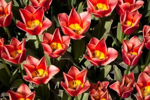 Czerwony tulipan kwiaty od góry — Zdjęcie stockowe