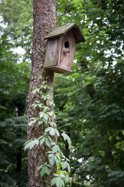 Oude vogel huis — Stockfoto