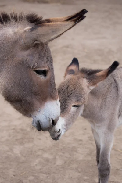 母亲和婴儿的驴 — 图库照片