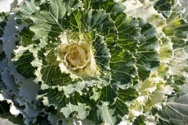 Yeşil lahana bahçesinde büyüyor