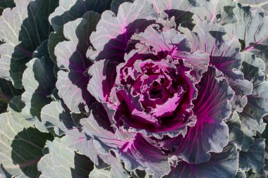 Mor lahana havadan görünümü