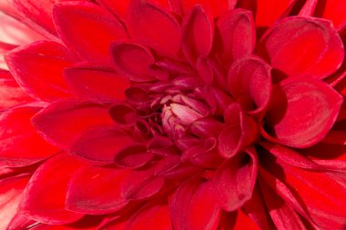 Kırmızı dahila closeup makro