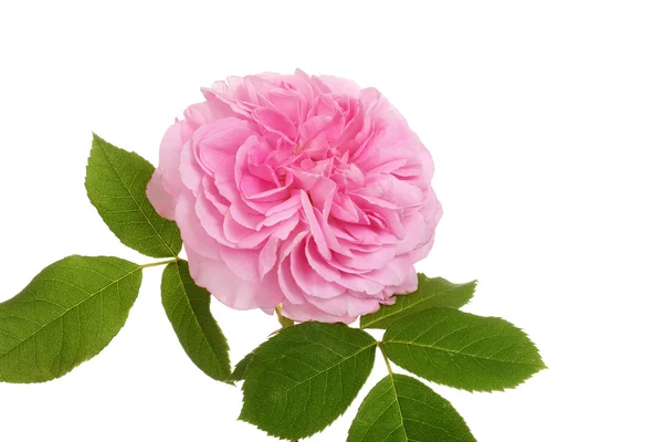 Old fashioned english rose — Stock Photo, Image