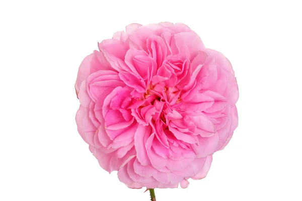 Isolated pink English rose — Stock Photo, Image