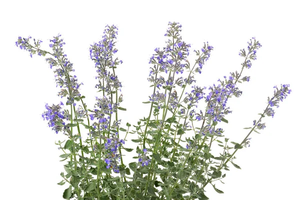 Primo Piano Blu Porpora Menta Gatto Nepeta Faassenii Pervinca — Foto Stock