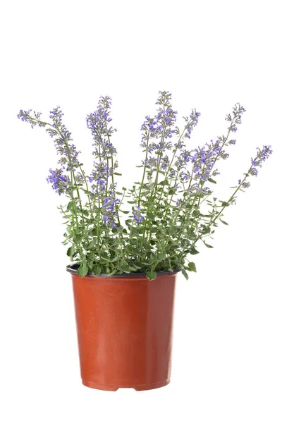 Pot Isolé Menthe Pourpre Bleue Nepeta Faassenii Pervenche Images De Stock Libres De Droits