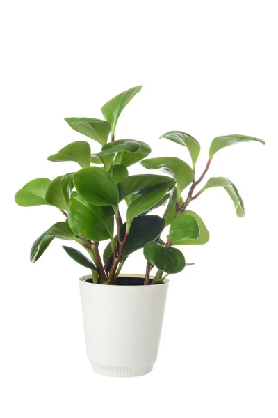 Isolated American Baby Rubber Plant Peperomia Obtusifolia Pot Stock Picture