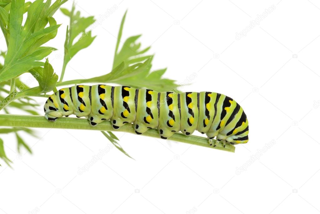 Black swallowtail caterpillar on a carrot plant