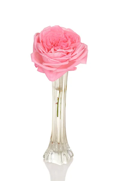 Rosa rosa en jarrón de brote — Foto de Stock