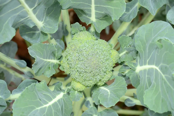Broccoli växt — Stockfoto
