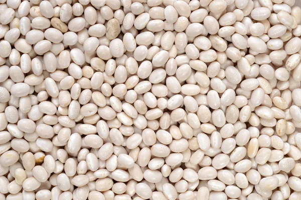Navy bean background — Stock Photo, Image