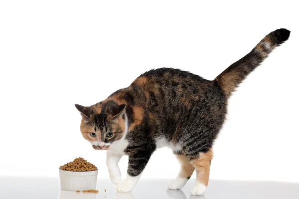 Macska, az élelmiszer-tál — Stock Fotó
