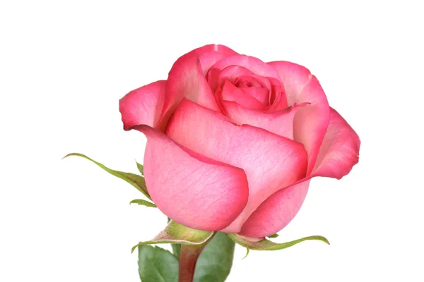 Closeup pink and red rose — Stock Photo, Image