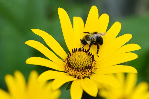 Biene auf gelbem Gänseblümchen flach dof — Stockfoto