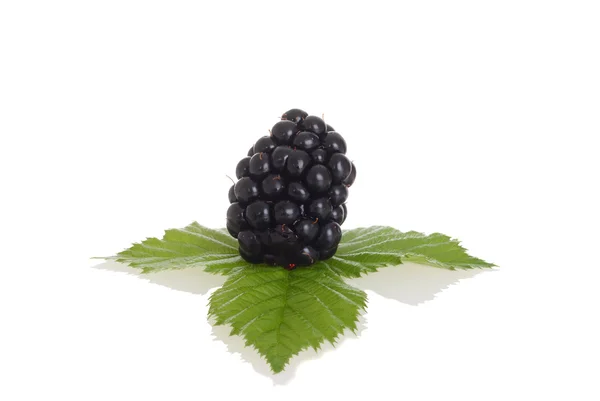 Blackberry with leaves — Stock Photo, Image