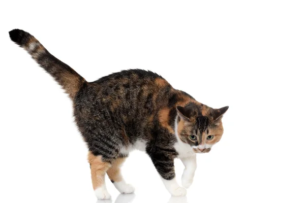 Calico and tabby cat mix — Stock Photo, Image