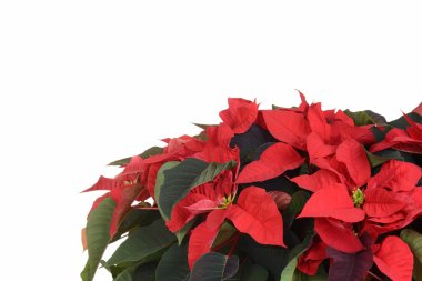 poinsettia plant with copy space clipart