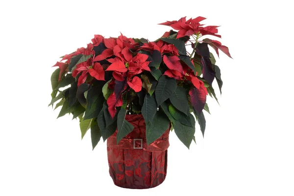 Izolované Poinsetie rostlina — Stock fotografie