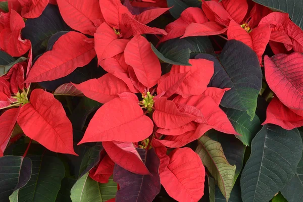 Macro of poinsettia plant Stock Image