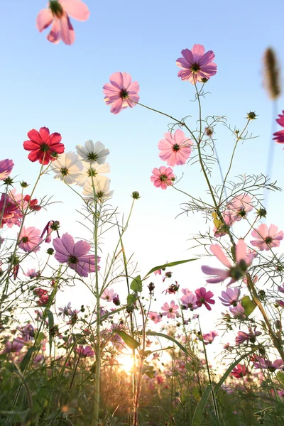 Kosmos blommor med blå himmel och sol — Stockfoto