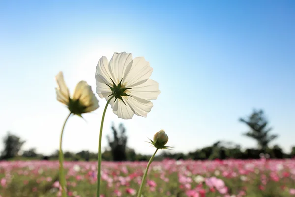 Kozmosz virág a kék ég — Stock Fotó
