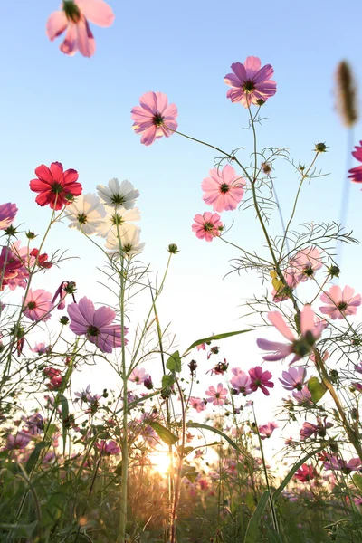Cosmos flowers with blue sky and sunlight Stock Picture