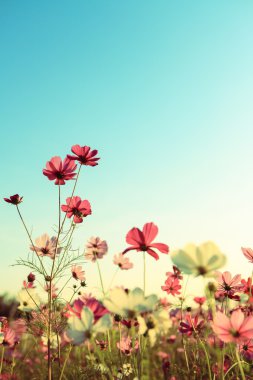 Retro Cosmos çiçekler çiçek açması