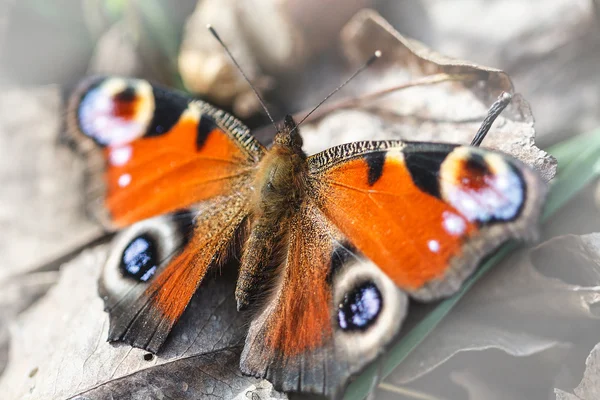 Borboleta europeia de pavão — Fotografia de Stock