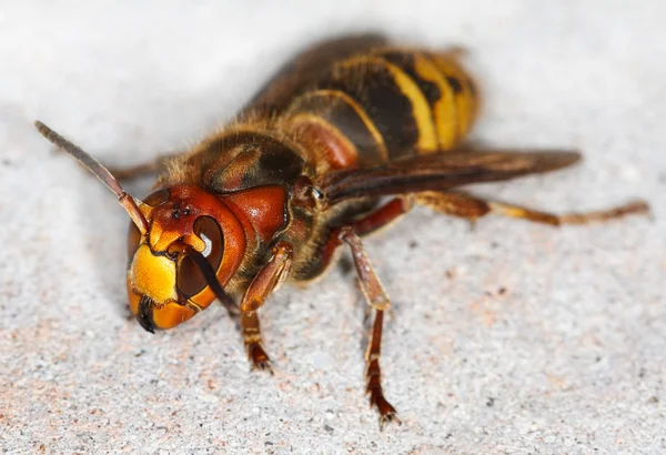 Europäische Hornisse (Vespa crabro)) — Stockfoto