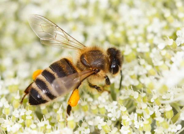 꽃가루를 수집 하는 꿀벌 (Apis mellifera) — 스톡 사진