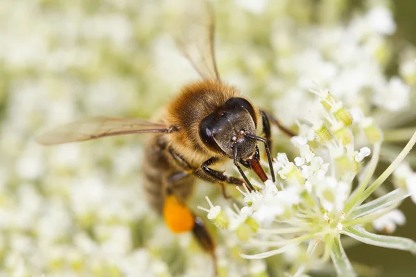 꽃가루를 수집 하는 꿀벌 (Apis mellifera) — 스톡 사진