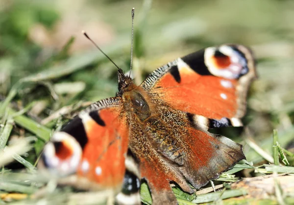 Borboleta europeia de pavão — Fotografia de Stock