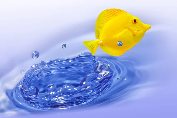 Yellow tang fish — Stock Photo, Image