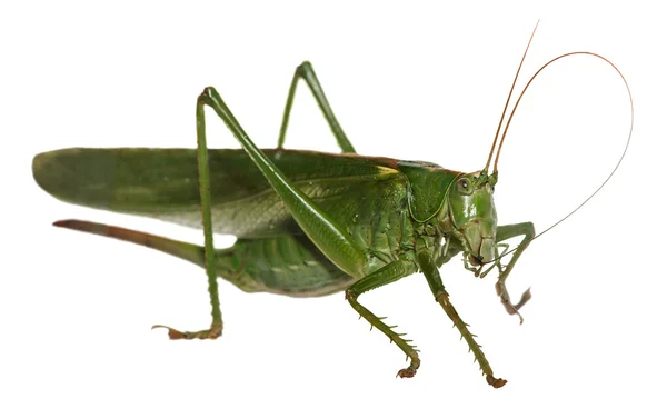 Woodland Grasshopper — Stock Photo, Image